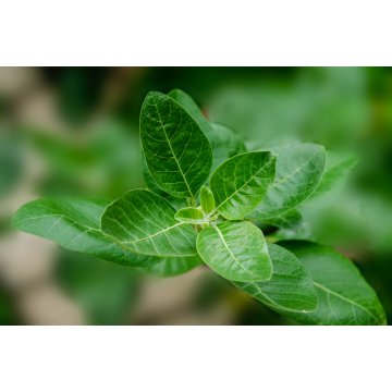 Ashwagandha, adaptogen o cennych właściwościach