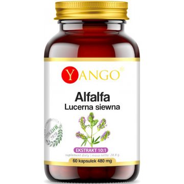 YANGO Alfalfa 480mg 60kaps vege Lucerna siewna - suplement diety Układ moczowy, Metabolizm